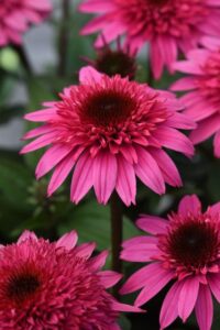 Echinacea 'Double Scoop Deluxe' (Darwin Perennials)
