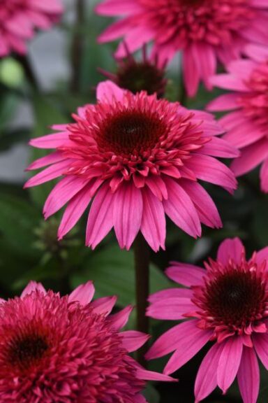Echinacea 'Double Scoop Deluxe' (Darwin Perennials)