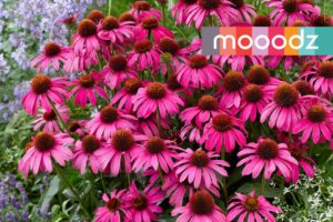 Echinacea 'MOOODZ Imagination' (HilverdaFlorist)