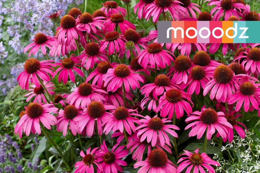 Echinacea 'MOOODZ Imagination' (HilverdaFlorist)