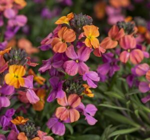 Erysimum ‘Erysistible Bronze Rose’ (ThinkPlants/Syngenta Flowers)