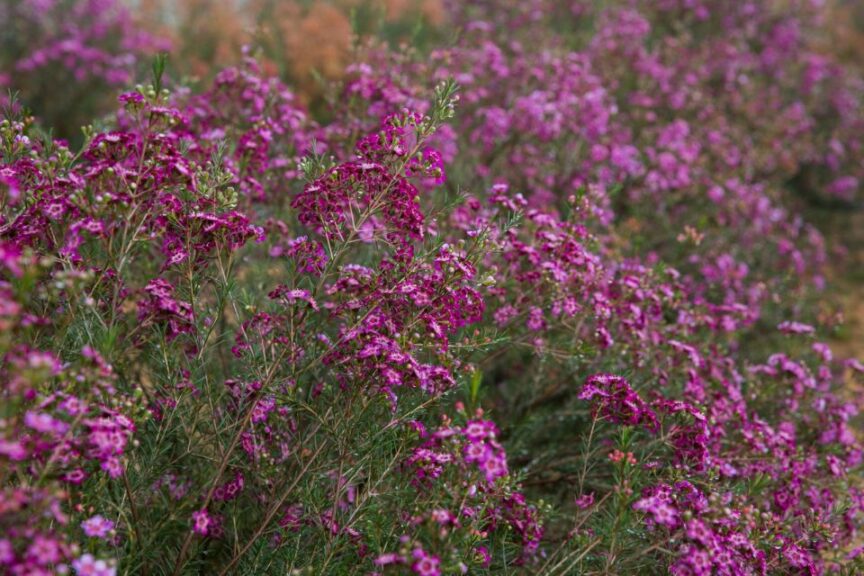Ever Flowering Wax Flower (Chamelaucium) (Nir Nursery)