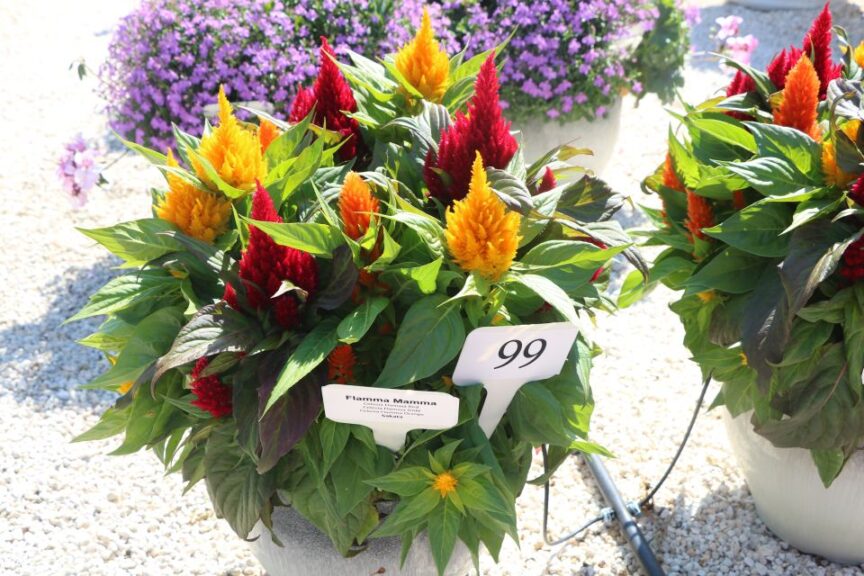Flamma Mamma (Sakata)