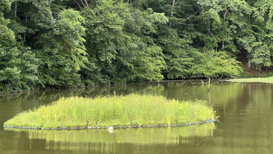 Floating wetland in pond_Photo credit Sarah White_Clemson University_one time use water quality
