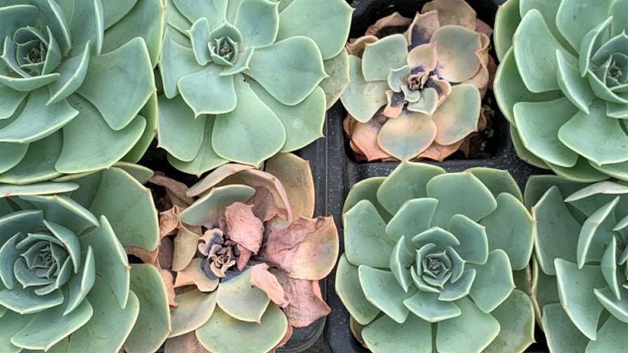 Fusarium in Echeveria