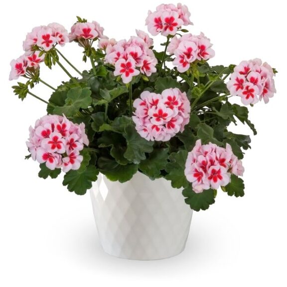 Geranium 'Calliope Medium White Splash' (Syngenta Flowers)