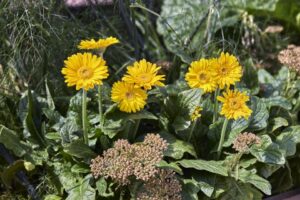 Gerbera Garvinea Sweet Joy (HilverdaFlorist) knowledge base