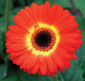 Gerbera 'Majorette Orange & Yellow Bicolor' Dark Eye (Sakata Ornamentals)