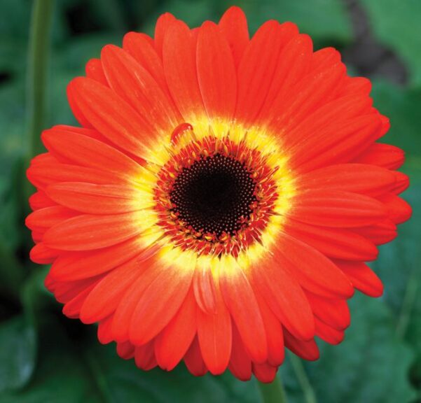 Gerbera 'Majorette Orange & Yellow Bicolor' Dark Eye (Sakata Ornamentals)
