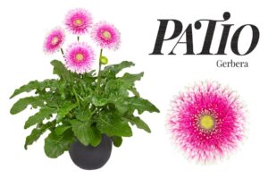 Gerbera 'Patio Monte Viso' (HilverdaFlorist)