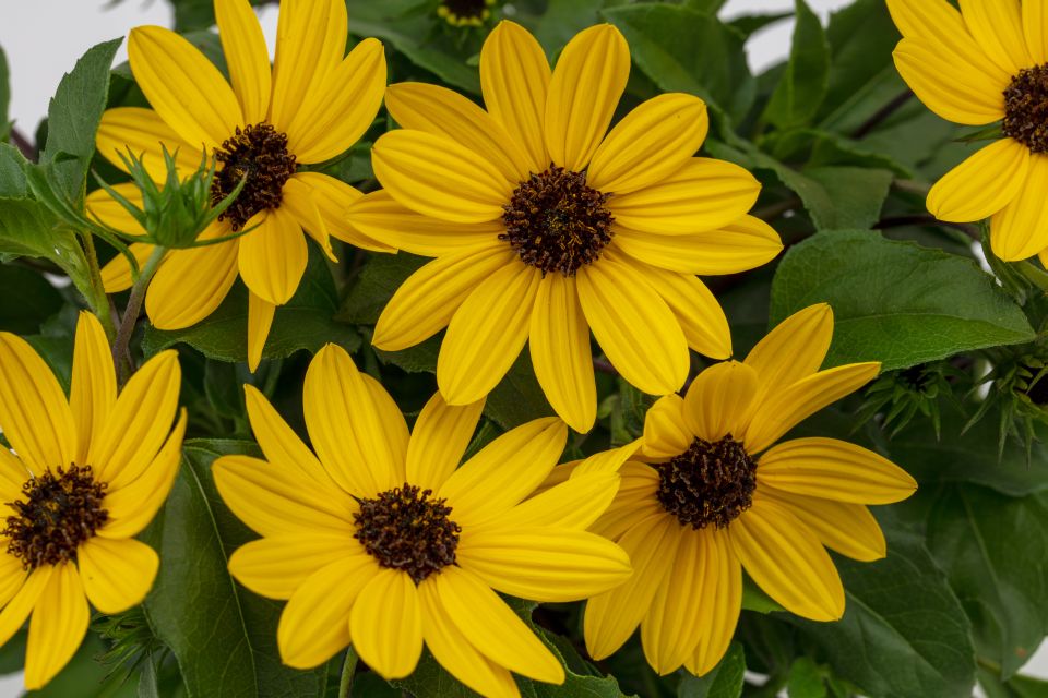 Helianthus Sunmazing Yellow (Westhoff)