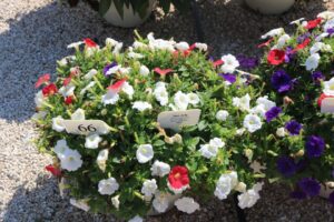Hot July (Takii)