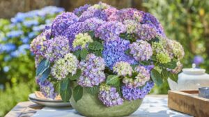 New FloraLife Hydrate Hydrangea Formulated to Hydrate and Condition Hydrangeas