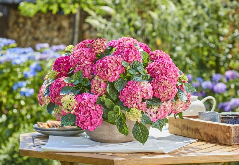 Hydrangea 'Tabletensia Pink' (Ball Ingenuity)