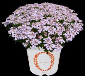 Iberis 'Candy Sorbet' (Dümmen Orange)