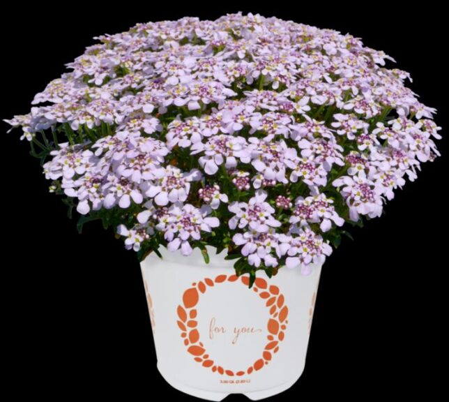 Iberis 'Candy Sorbet' (Dümmen Orange)