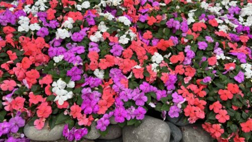 Pairwise to License Fulcrum CRISPR Platform to Ball Horticultural Company