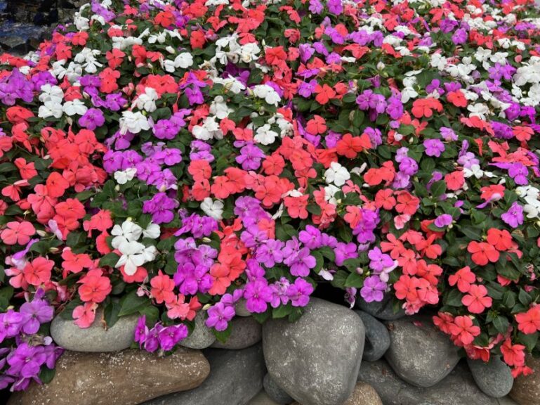 Impatiens ‘Beacon Lipstick’ and Impatiens Beacon Pearl Island Mixture (PanAmerican Seed)