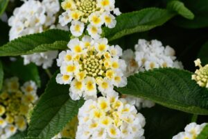 Lantana 'Gem Pearl' (Danziger)