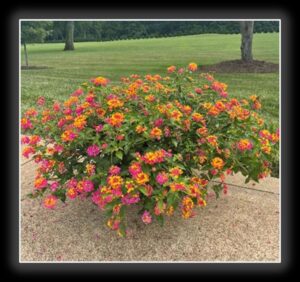 Lantana 'PassionFruit' (Ball FloraPlant)