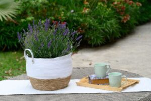 Lavandula 'Layla Presto Blue' (ThinkPlants/Danziger)