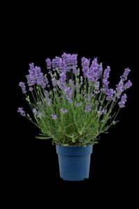 Lavandula angustifolia 'BeeZee Light Blue' (Hishtil Nurseries)
