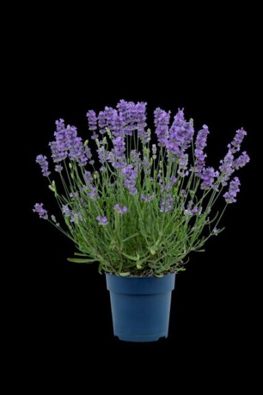 Lavandula angustifolia 'BeeZee Light Blue' (Hishtil Nurseries)