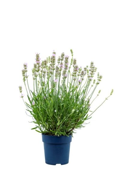 Lavandula angustifolia 'BeeZee Pink' (Hishtil Nurseries)