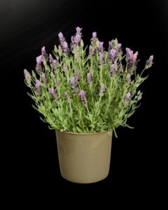 Lavandula stoechas 'Lavlov Blue' (Hishtil Nurseries)