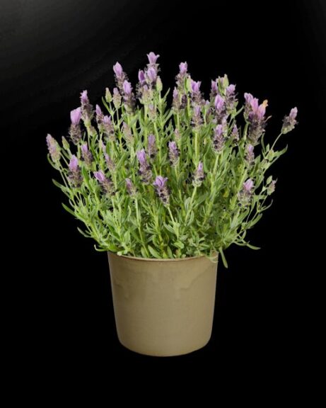 Lavandula stoechas 'Lavlov Blue' (Hishtil Nurseries)