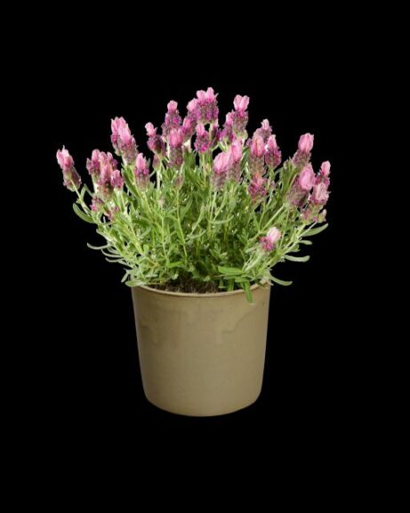 Lavandula stoechas 'Lavlov Deep Pink' (Hishtil Nurseries)