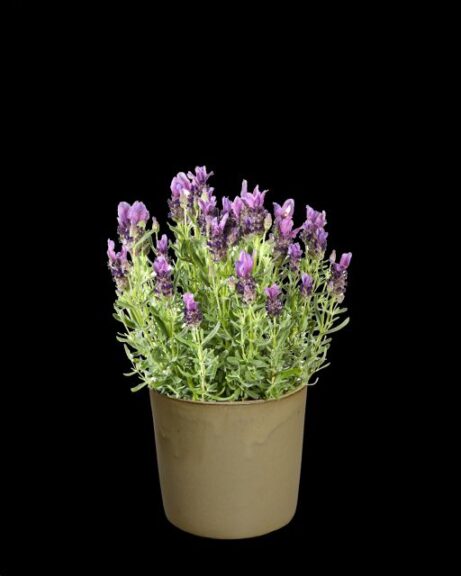 Lavandula stoechas 'Lavlov Purple' (Hishtil Nurseries)