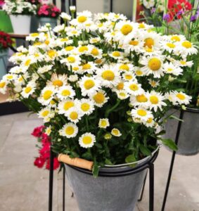 Leucanthemum x superbum Arctic Snow (Hem Genetics)