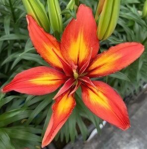 Lilium 'Phantom Joy' (ThinkPlants/GAV/Unex)