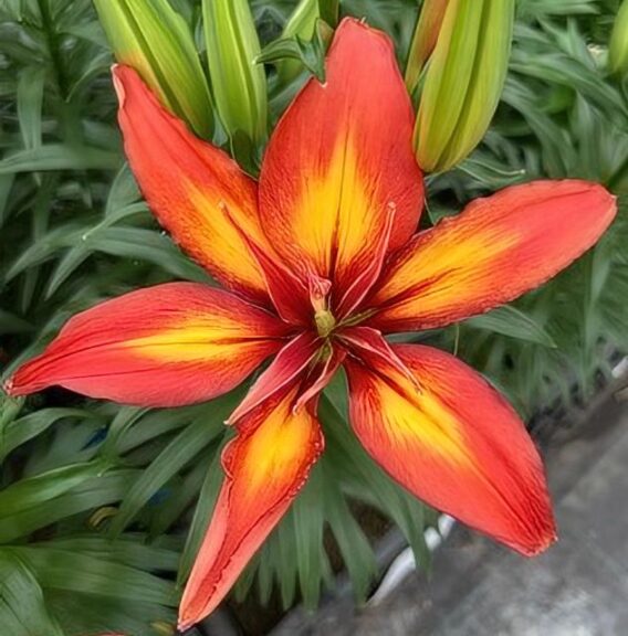 Lilium 'Phantom Joy' (ThinkPlants/GAV/Unex)