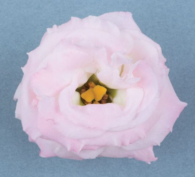 Lisianthus 'Rosita Pink Flash' (Sakata Ornamentals)