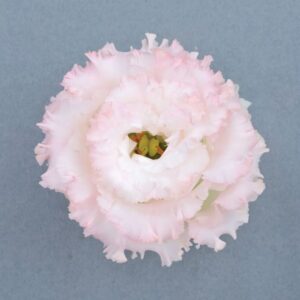 Lisianthus 'Voyage Light Pink' (Sakata Ornamentals)