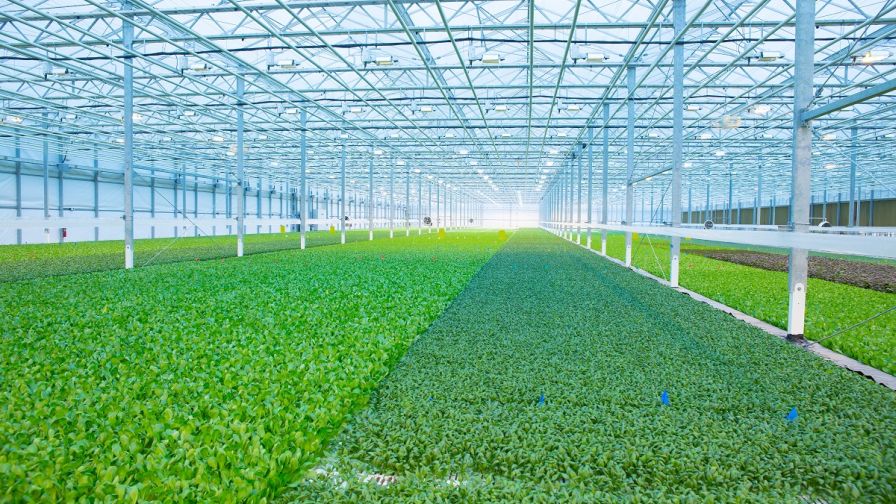 Microgreens greenhouse from Arco Murray Web