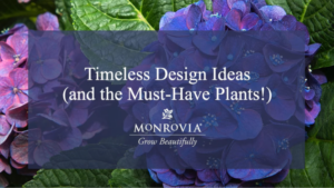 Video of the Week: Timeless Garden Design Trends and Plants From Monrovia