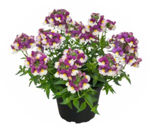 Nemesia 'Fairy Kisses Cassis' (Kientzler)