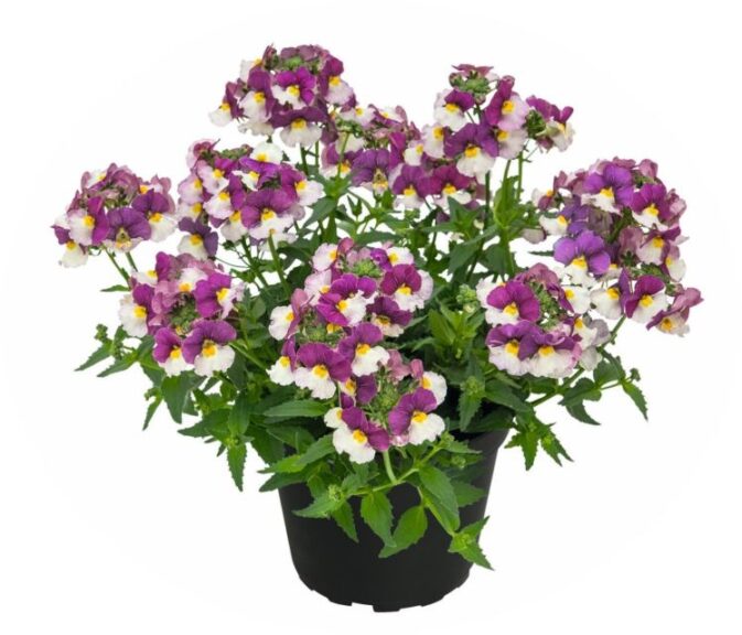 Nemesia 'Fairy Kisses Cassis' (Kientzler)