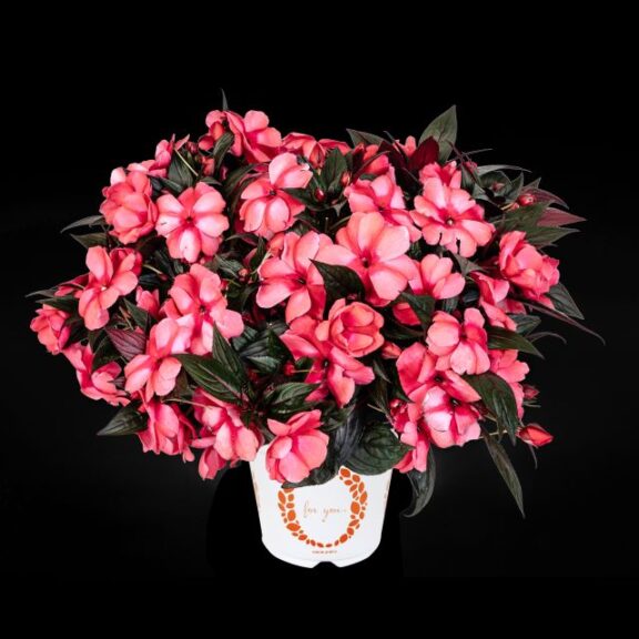 New Guinea Impatiens 'Magnum Rose Star' (Dümmen Orange)
