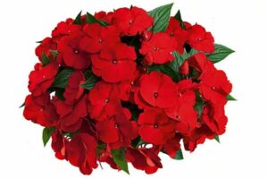 New Guinea Impatiens 'Paradise Yonita' (Cohen Propagation Nurseries)
