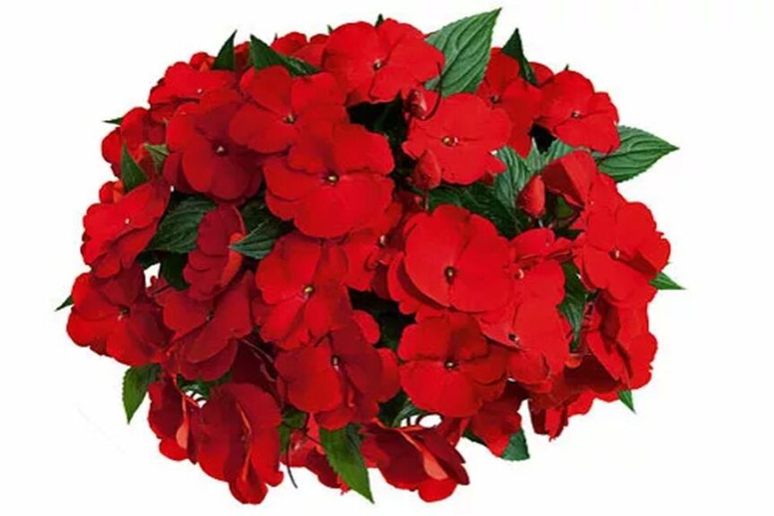 New Guinea Impatiens 'Paradise Yonita' (Cohen Propagation Nurseries)