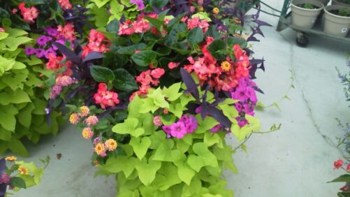 Top Plant Growth Regulators for Dealing With Unruly Annuals