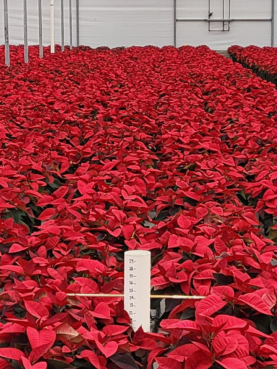 OHP plant growth regulators in Poinsettias
