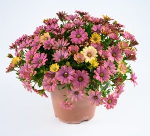 Osteospermum 'Osticade Twilight Moon' (Danziger)