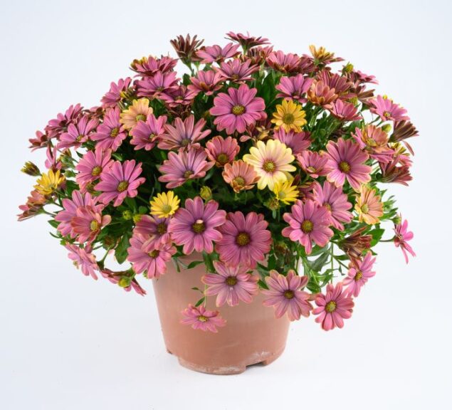 Osteospermum 'Osticade Twilight Moon' (Danziger)