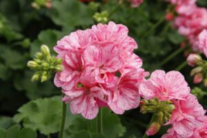 Pelargonium 'Big EEZE Pink Batik' (Dümmen Orange)