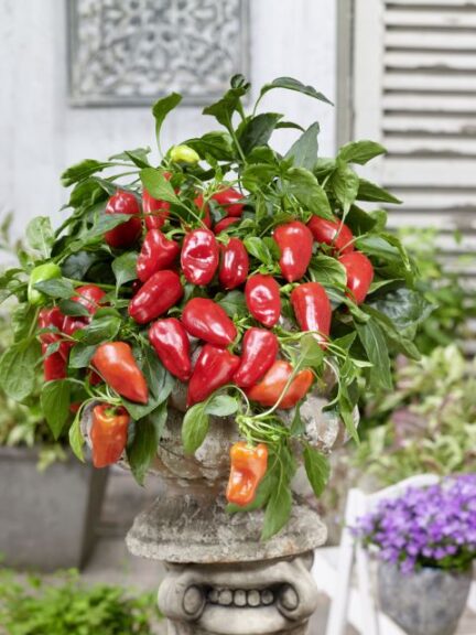 Peppers from Heaven Sweet Red (Prudac)